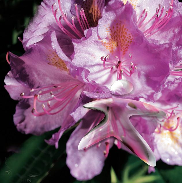 bina-rhodo