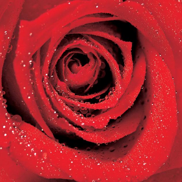 bina-rose